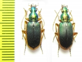 Carabidae sp.  South Africa Rep. - INSECTS-STORE.RU