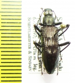 Tenebrionidae sp.  India - INSECTS-STORE.RU