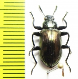 Tenebrionidae sp.  Indonesia, Sulawesi - INSECTS-STORE.RU