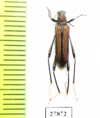 Tenebrionidae sp.  Malaysia, Borneo - INSECTS-STORE.RU