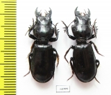 Scarites bucida  Kazakhstan - INSECTS-STORE.RU