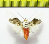 Erebidae sp.  Ecuador - INSECTS-STORE.RU