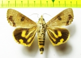 Noctuidae sp.  Bolivia - INSECTS-STORE.RU
