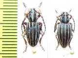 Dorcadion septemlineatum, pair  Turkey - INSECTS-STORE.RU