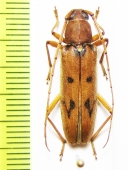 Achryson surinamum  Peru - INSECTS-STORE.RU