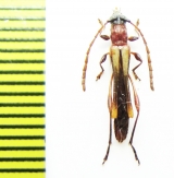 Odontocera sanguinolenta  Argentina - INSECTS-STORE.RU