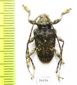 Cerambycidae sp.  Costa Rica - INSECTS-STORE.RU