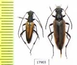 Anastrangalia dubia melanota, pair  Georgia - INSECTS-STORE.RU