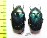 Cetonia aurata pisana  France - INSECTS-STORE.RU