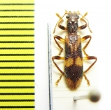 Opilo mollis  Czech Rep. - INSECTS-STORE.RU