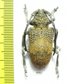 Cerambycidae sp.  South Africa Rep. - INSECTS-STORE.RU