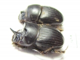Copris sp., pair  Mali - INSECTS-STORE.RU