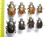 Onitis sp.  South Africa Rep., Gabon - INSECTS-STORE.RU