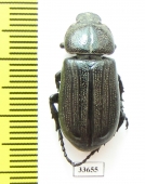 Cryptodus obscurus  Australia - INSECTS-STORE.RU