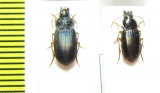 Carabidae sp.  Malawi - INSECTS-STORE.RU