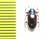 Tenebrionidae sp.  Malaysia - INSECTS-STORE.RU