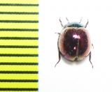 Tenebrionidae sp.  Malaysia, Borneo - INSECTS-STORE.RU