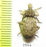 Brachyceridae sp.5  South Africa Rep. - INSECTS-STORE.RU