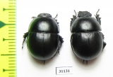 Thorectes intermedius, pair  Italy, Sardinia - INSECTS-STORE.RU