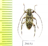 Alcathousites superstes  Peru - INSECTS-STORE.RU