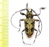 Cerambycidae sp.  Costa Rica - INSECTS-STORE.RU