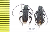 Ropalopus macropus  Russia, Voronezh reg. - INSECTS-STORE.RU