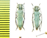 Phytoecia coerulescens, pair  Russia, Krasnodar reg. - INSECTS-STORE.RU