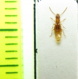 Aepopsis robini  France - INSECTS-STORE.RU