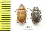 Rutelinae sp.  Sudan - INSECTS-STORE.RU