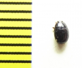 Epierus comptus  Russia, Krasnodar reg. - INSECTS-STORE.RU