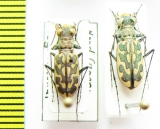 Lophyra brevicollis intermedia  Cameroon - INSECTS-STORE.RU