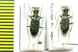 Cylindera viridilabris, pair  Thailand - INSECTS-STORE.RU