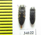 Acmaeodera guichardi, pair  Oman - INSECTS-STORE.RU