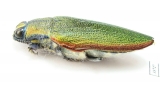 Steraspis ceardi  Morocco - INSECTS-STORE.RU