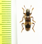 Cleridae sp. Malawi - INSECTS-STORE.RU