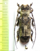 Sthenias cylindrator  Togo - INSECTS-STORE.RU