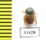 Ochodaeus cornifrons  Tajikistan - INSECTS-STORE.RU