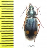 Carabidae sp.  Zambia - INSECTS-STORE.RU