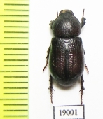 Cryptodus sp.  Australia - INSECTS-STORE.RU