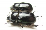 Dynastinae sp., pair  Angola - INSECTS-STORE.RU