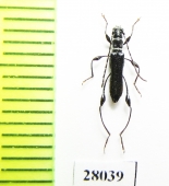 Artimpaza sp.  Laos - INSECTS-STORE.RU