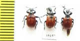Apoderus coryli  Russia, Tver reg. - INSECTS-STORE.RU