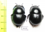 Thorectes intermedius  Italy, Sardinia - INSECTS-STORE.RU