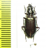 Carabidae sp.  Malaysia - INSECTS-STORE.RU