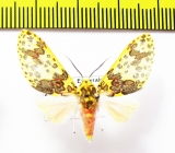 Erebidae sp.  Ecuador - INSECTS-STORE.RU