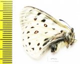 Parnassius tenedius scepticus  Russia, Yakutia reg. - INSECTS-STORE.RU
