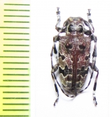 Azygocera picturata  Chile - INSECTS-STORE.RU