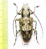 Cerambycidae sp.  Costa Rica - INSECTS-STORE.RU