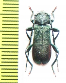 Ropalopus natalyiae  Iran, Mazandaran prov. - INSECTS-STORE.RU