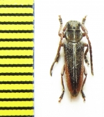 Phytoecia compacta  Armenia - INSECTS-STORE.RU